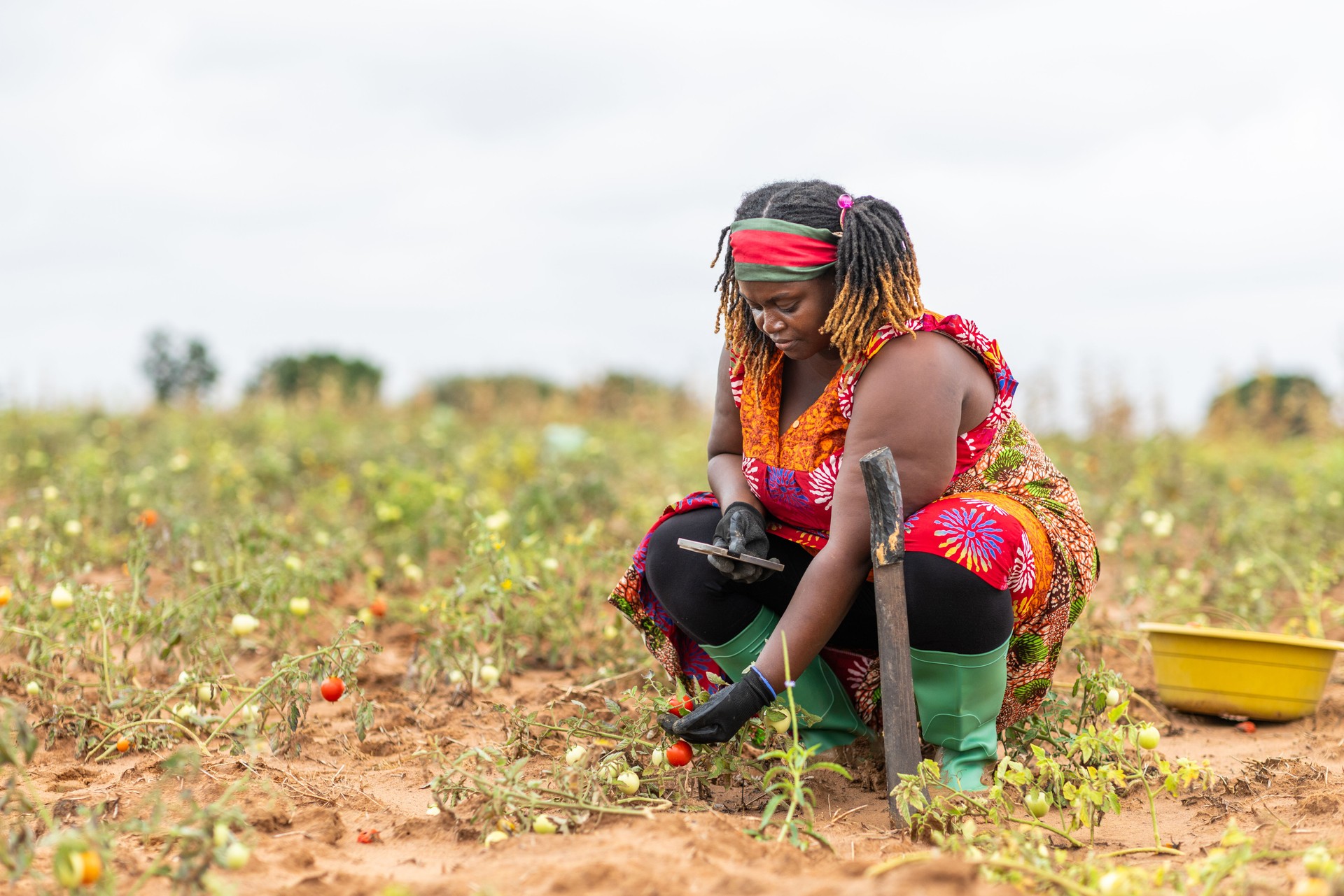 African smart farming technology in agriculture. Woman farmer inspects tomato plants with smartphone in field for Crop health assessment.